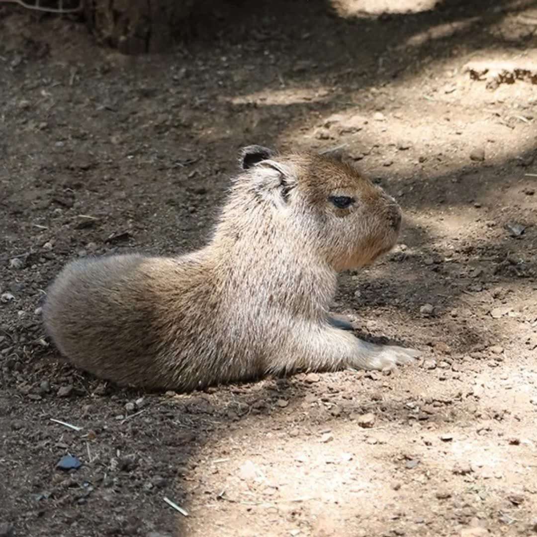 Nace capibara en Bioparque Estrella de Monterrey y se convierte en la nueva atracción