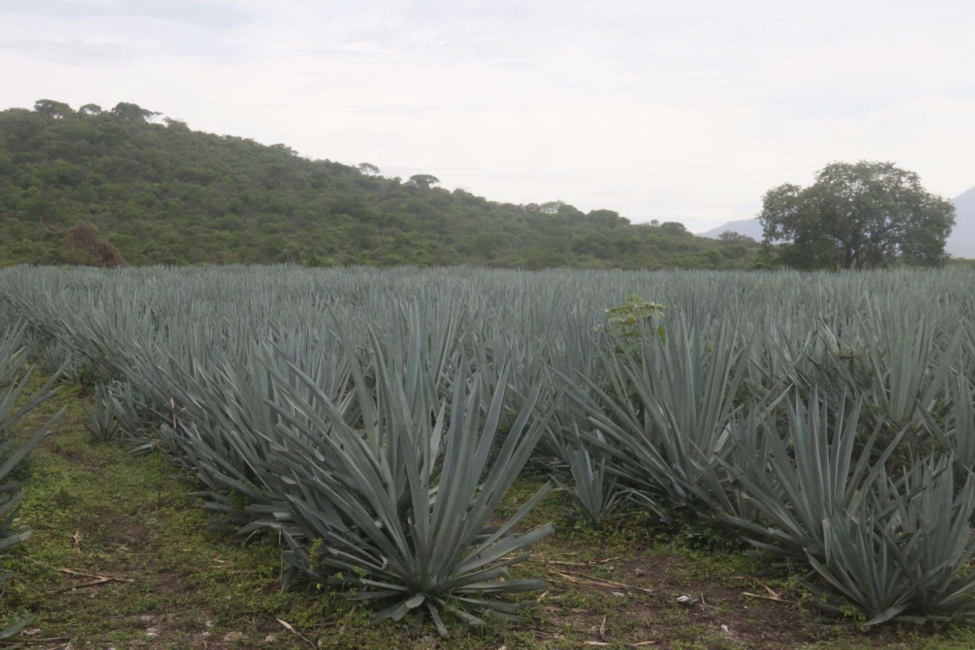 Del altar al paladar: el curioso vínculo entre el mezcal y los vasos de veladora