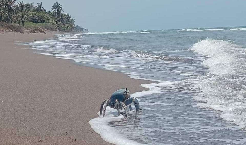 La indiferencia del Gobierno de Veracruz pone en riesgo al cangrejo azul en la Riviera